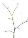 hazel (corylus avellana), twig with alternate buds. 2009-01-26, Pentax W60. keywords: coryllus avellana, corylus silvestris, haselstrauch, noisetier, avelinier, nocciulo, filbert